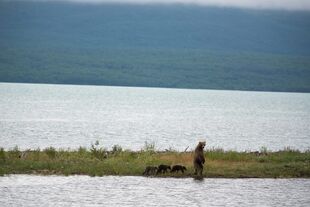 482 and 3 spring cubs July 15, 2018 NPS photo by Ranger Russ Taylor