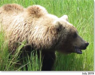 505 July 2019 NPS photo 2021 Bears of Brooks River book page 46