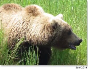 505 July 2019 NPS photo 2021 Bears of Brooks River book page 46