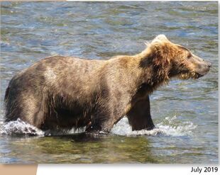 806 July 2019 NPS photo 2021 Bears of Brooks River book page 51