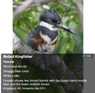 BELTED KINGFISHER FEMALE