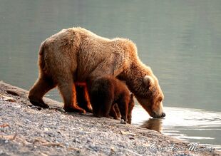 171 and her 2 spring cubs July 9, 2019 photo by Olatz Azcona Munárriz