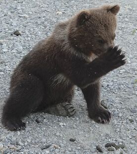 1 of 171's 2 spring cubs July 2, 2019 photo by Truman Everts