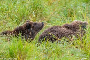 284 "Electra" and 1 of 2 spring cubs September 12-September 17, 2020 photo by ©Theresa Bielawski