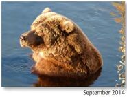 410 September 2014 NPS photo 2016 Bears of Brooks River book page 46