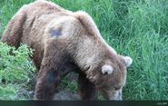 92 Enigma July 2009 NPS photo 2012 Brown Bears of Brooks Camp iBook