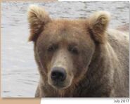 409 Beadnose July 2017 NPS photo from the 2018 Bears of Brooks River book, page 49