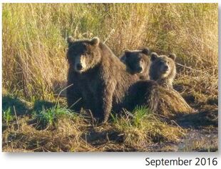 284 "Electra" with her 2 spring cubs (901 is believed to be one of them) September 2016 NPS photo from page 47 of the 2017 Bears of Brooks River book