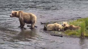 128 Grazer with her 3 yearlings snapshot by LuvBears