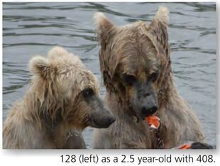 128 Grazer (left) with her mother 408 CC (aka Crooked Claw) 2007 NPS photo in the 2015 Bears of Brooks River book page 29