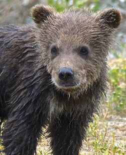 171's smallest spring cub...tiny but expressive face on June 30, 2019 at 11:51 photograph by Truman Everts