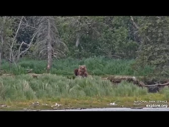 83_Waits_for_Fish_-_June_29,_2024_(explore.org)