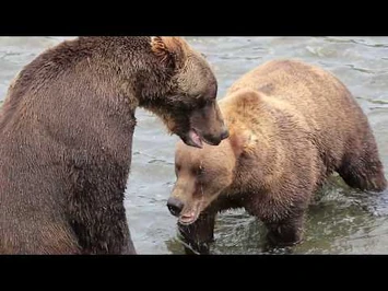 Bear_854,_Divot,_gives_a_firmly_worded_warning_-_Aug_4,_2018