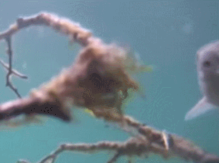 A fish nibbling on a branch on the underwater cam June 25, 2022 gif created by oregonshefisher (p 21:12) What kind of fish is this?