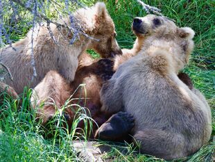 128 Grazer and two 2.5 year old cubs July 3, 2022 photo by Truman Everts