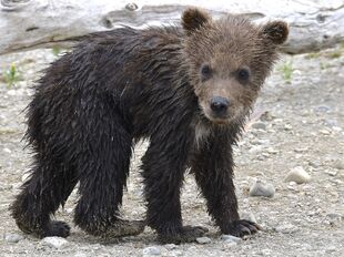 171's smallest spring cub just trying to stay near mom on June 30, 2019 at 11:50 photograph by Truman Everts