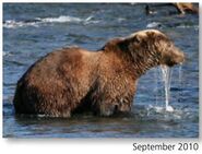 68 September 2010 NPS photo 2016 Bears of Brooks River book page 62