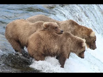 128_Grazer_and_cubs_Aug_to_Oct_2021