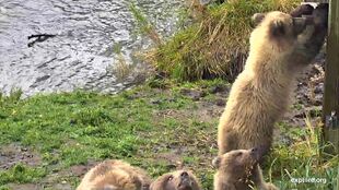 402 family group during the 2018 season snapshot by CarolineB