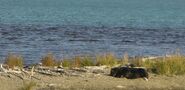 410 napping on the spit in Fall of 2014 NPS photo KNP&P Facebook post 09/30/2014