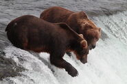 821 (left) with 356 (right) July 31, 2022 photo by Lori Hocking (aka Lovethebears1)