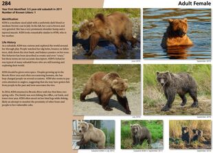284 "Electra's" page in the 2017 Bears of Brooks River book ~ page 47