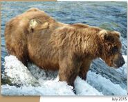 775 Lefty July 2015 NPS photo from the 2016 Bears of Brooks River book, page 77