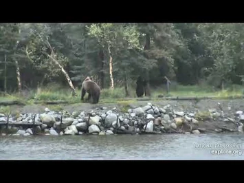 Unknown_Sow_(811?)_and_Coy_along_far_bank_8-31-2020