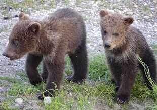 171's two spring cubs on the closed trail on July 2, 2019 at 22:38 photograph by Truman Everts