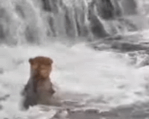 208 August 4, 2021 gif by oregonshefisher