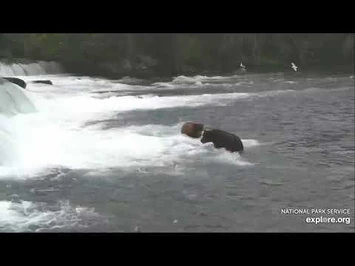 Brooks_Falls_-_856_and_747_rumble_over_the_jacuzzi_access_-_explore.org_6-28-21