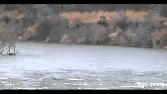 Sow_and_2_Cubs_Cut_Bank_1_11_3_2013_342_PM_by_Linda_Jett_(possibly_402_with_2_remaining_spring_cubs)