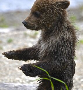 171's smallest spring cub on June 30, 2019 at 11:50 photograph by Truman Everts. Truman shared this information about the photo: "171 spring cub nervously standing before Mum's judgement. The cub had been kind of rough on his/her sibling and 171 was seemingly unhappy (I posted a very similar pic, with sow's nose in it a while back...I think it got painted) about it. A moment later Mum swatted this tiny cub."