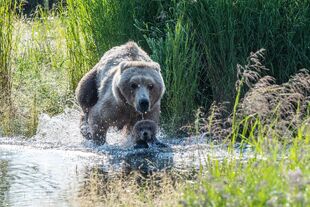 171 and 1 of 2 spring cubs July 2019 photo by ©Theresa Bielawski