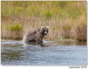 717 September 2016 NPS photo 2017 Bears of Brooks River book page 35