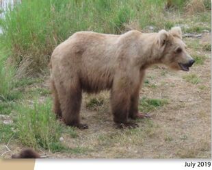 719 July 2019 NPS photo 2021 Bears of Brooks River book page 50