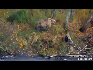 9_Oct_2020-_131_Walks_Thru_the_Woods