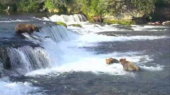Bear_Cam_-_Brooks_Falls_Cam_07-16-2017_21_00_07_-_21_59_58_Explore_Recorder_video