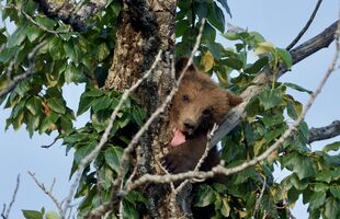 171's larger? spring cub July 8, 2019 photo by NWBearLove92