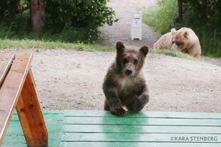 435 Holly and spring cub July 2020 photo by Kara Stenberg from Brooks Lodge's September 8, 2020 Facebook post