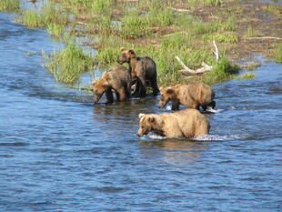 NPS photo from KNP&P bear monitoring files labeled as 477 Sara taken July 2, 2006