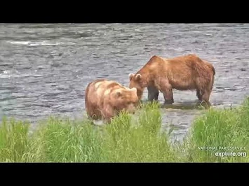 89-503_on_2021_07_03_Courtesy_of_Explore.org