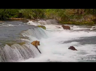 913_Slips_Off_the_Falls_-_July_1,_2024_(explore.org)
