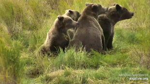 94 and her three 2.5 year old cubs September 17, 2020 snapshot by Itzy Holly-LO