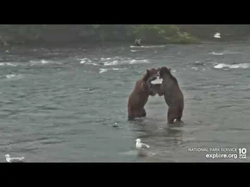 99_and_912_playing_Brooks_Falls_cam_Explore.org_8-6-2022-2