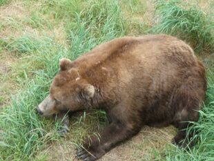 747 resting under the Brooks Falls Wildlife Viewing Platform on July 10, 2019 NPS photo by 2019 Katmai Conservancy Ranger Naomi Boak