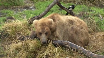 GRIZZLIES_OF_BROOKS_FALLS,_ALASKA-_2_2010_Season_by_Timberpak_Video_Productions_Ken_Roggow