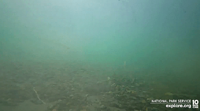2022.07.24 UW BEAR JUST MISSES SALMON MARTINA p 05.33
