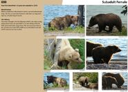 600's page of the 2017 Bears of Brooks River book, page 32