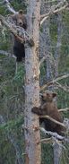 409 Beadnose's 2 spring cubs treed between July 16, 2016 - July 21, 2016 photograph by Truman Everts